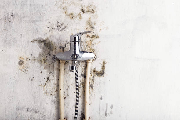 Best Black Mold Removal  in New Richmond, WI