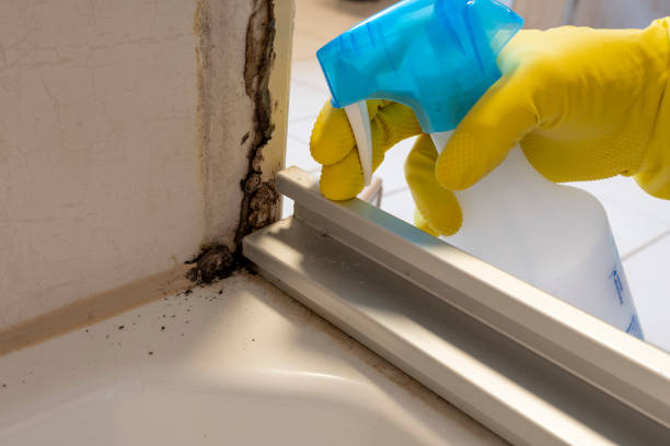 Professional Mold Removal in New Richmond, WI