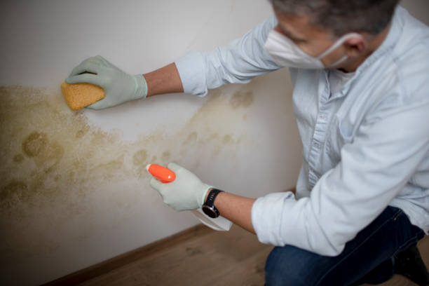 Best Fast Mold Removal  in New Richmond, WI