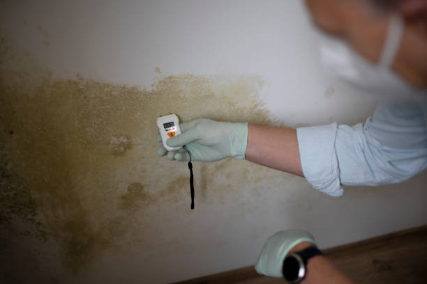 Best Professional Mold Removal  in New Richmond, WI