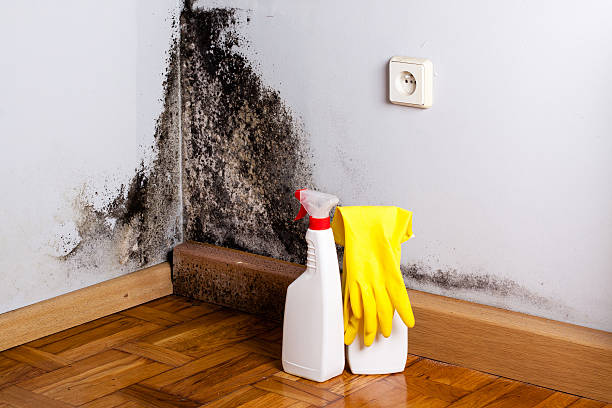 Best Attic Mold Removal  in New Richmond, WI