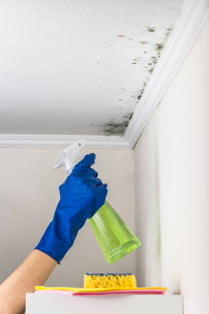 Best Emergency Mold Removal  in New Richmond, WI